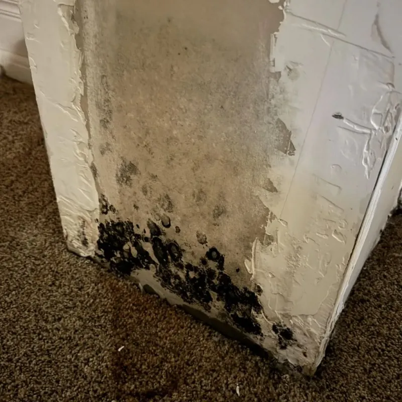Professional Mold Removal in Camp County, TX
